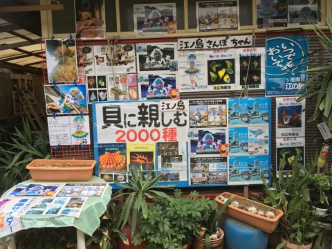 江ノ島さんぽちゃん